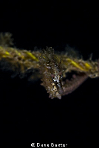 babe seahorse giving me the "look " by Dave Baxter 